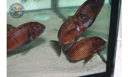 Petrochromis Tropheus Quarantaine